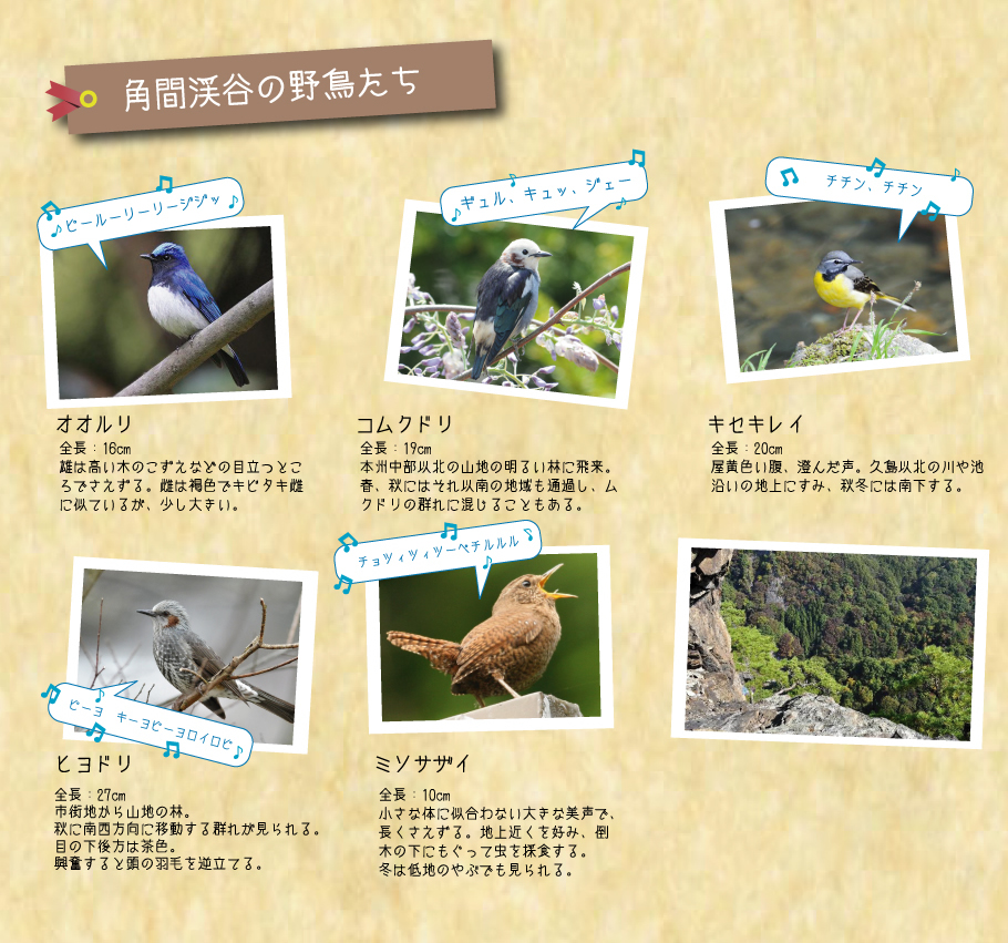 角間渓谷の野鳥たち